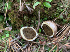 Handkea fumosa