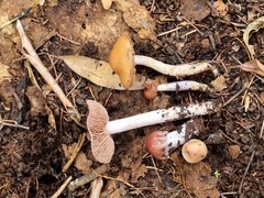 Cortinarius subarcheri