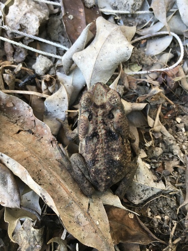 Incilius valliceps