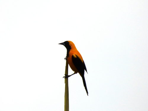 Yellow-backed Oriole (Icterus chrysater), photo 7