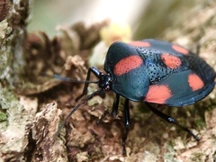 Brachystethus rubromaculatus