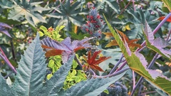 Ricinus communis