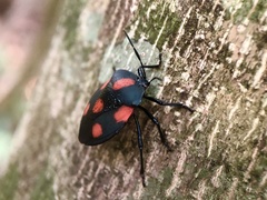 Brachystethus rubromaculatus