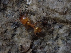 Pheidole fallax
