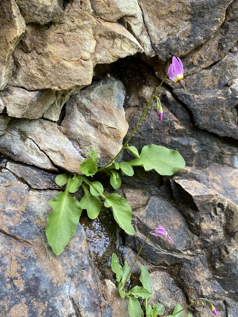 Wasatch Shooting Star