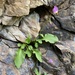 Primula utahensis - Photo (c) Matt Berger, algunos derechos reservados (CC BY), subido por Matt Berger