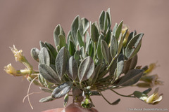 Astragalus calycosus calycosus