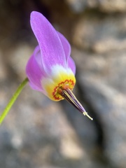 Primula utahensis