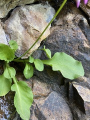 Primula utahensis