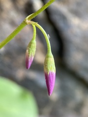 Primula utahensis