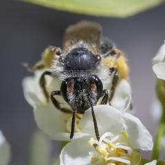 Andrena rufosignata
