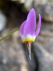 Primula utahensis