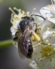 Andrena rufosignata