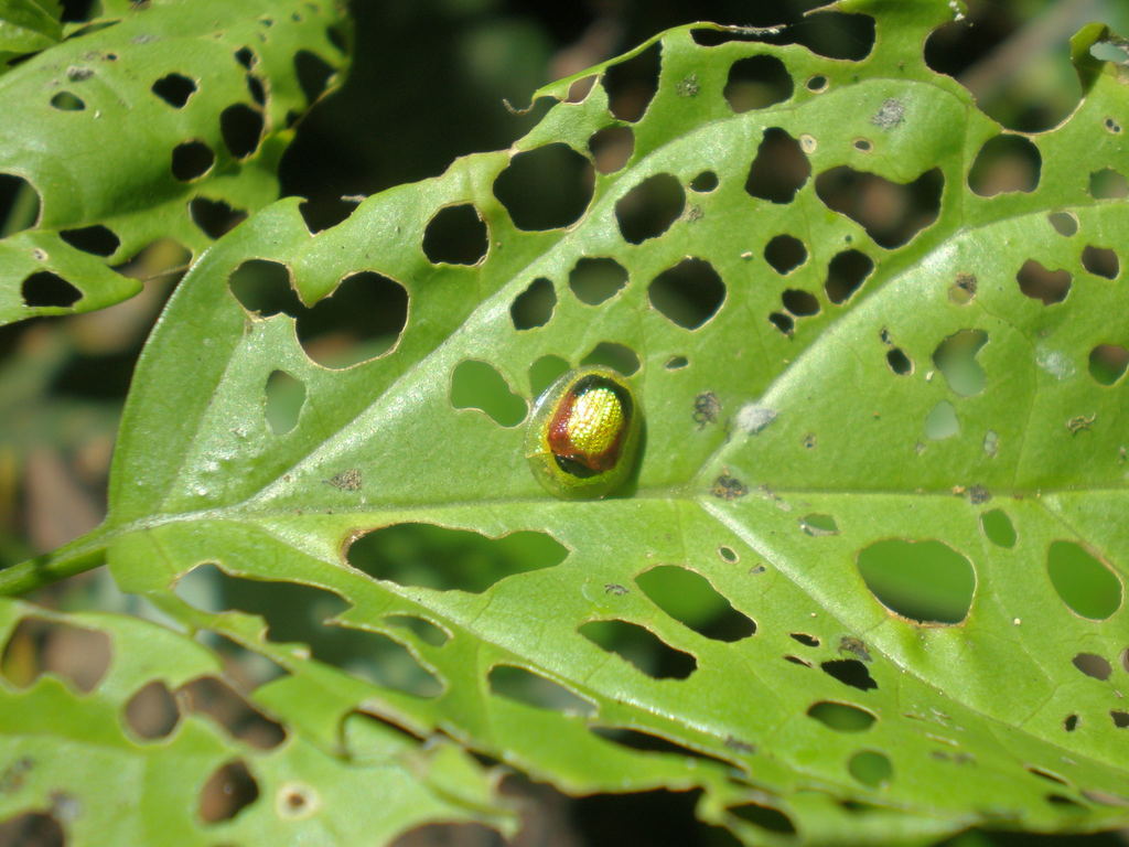 Charidotis abrupta