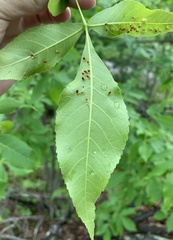 Caryomyia striolata