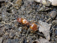 Pheidole fallax
