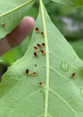 Caryomyia striolata