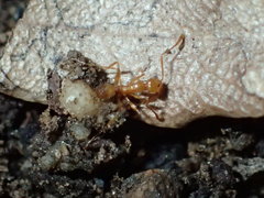 Pheidole fallax
