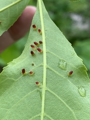Caryomyia striolata