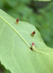 Caryomyia striolata