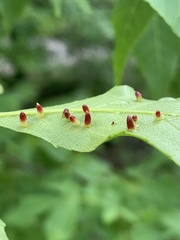 Caryomyia striolata