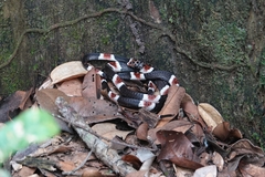 Rhinobothryum lentiginosum