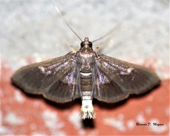 Diaphania lualis