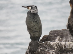 Phalacrocorax capillatus