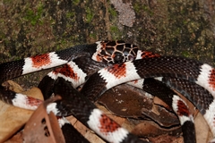 Rhinobothryum lentiginosum