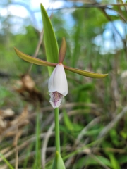 Cleistesiopsis bifaria