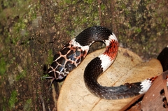 Rhinobothryum lentiginosum