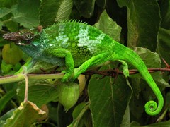 West Usambara Blade-Horned Chameleon photo 2