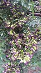 Dalbergia miscolobium