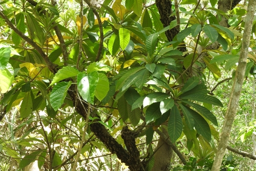 Pouteria sapota