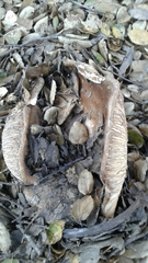 Lactarius argillaceifolius image