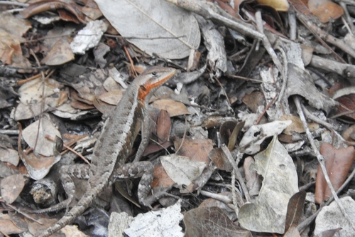 Yellow-spotted Spiny Lizard, Sceloporus chrysostictus