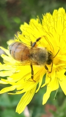 Apis mellifera