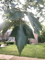 Acer rubrum
