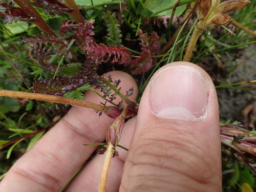 Image of Long Tube Lousewort (Pedicularis longiflora) by (c) Étienne Léveillé-Bourret, some rights reserved (CC BY)
