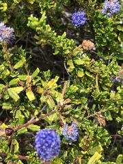 Ceanothus dentatus