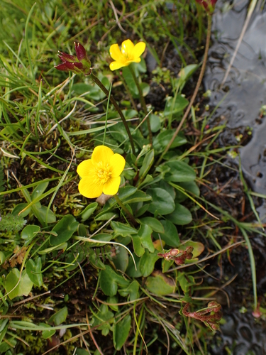 Image of Caltha scaposa by (c) Étienne Léveillé-Bourret, some rights reserved (CC BY)