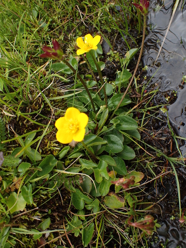 Image of Caltha scaposa by (c) Étienne Léveillé-Bourret, some rights reserved (CC BY)