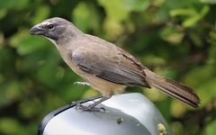 Caribbean Grey Saltator photo 3