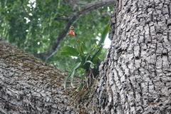 Mertens's Aechmea (Aechmea mertensii)