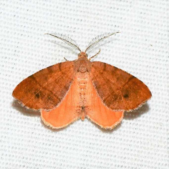 Orange Wing