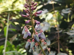 Desmodium intortum