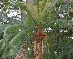 Cycas seemannii