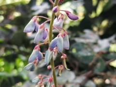 Desmodium intortum