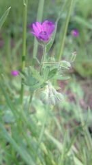 Geranium molle