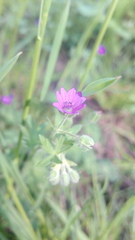 Geranium molle
